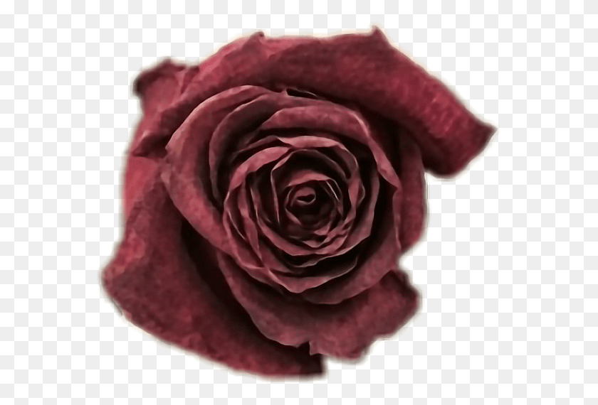 568x510 Descargar Png Deadrose Wiltedrose Típica Belleza Softgrunge Rosas Muertas, Rose, Flor, Planta Hd Png