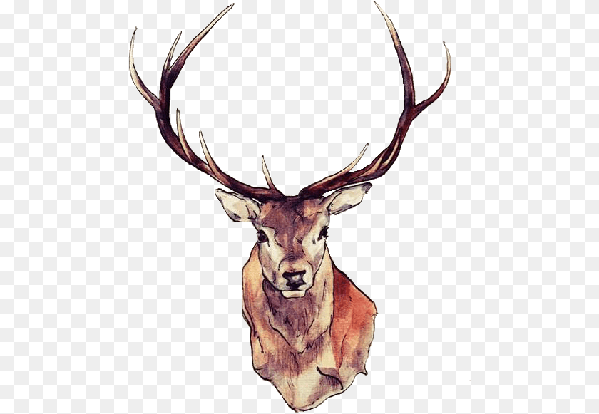 480x581 Dear Drawing Face Clipart Stag Head Drawing, Animal, Deer, Mammal, Wildlife Transparent PNG