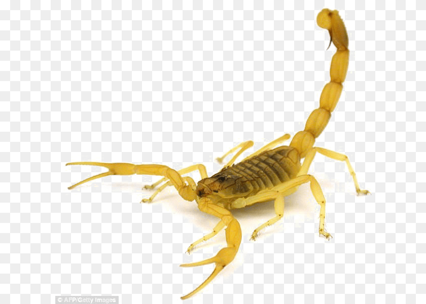 625x600 Deathstalker Scorpion, Animal, Insect, Invertebrate Transparent PNG