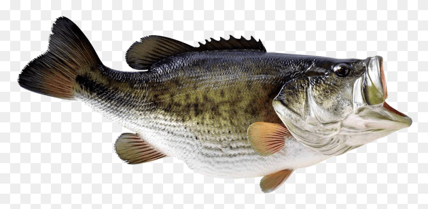 1816x816 Calcomanía De Cañas De Pescar Bass Boat Fish Bass Imagen De Fondo Transparente, Animal, Perca Hd Png