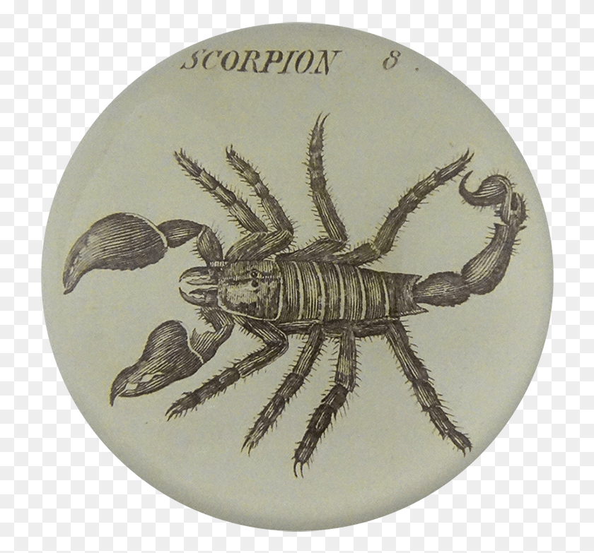726x723 Decapoda, Tierra, Fósil, Insecto Hd Png