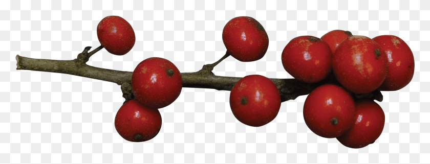 1832x615 Deciduous Holly Holly Berries Transparent, Plant, Fruit, Food HD PNG Download
