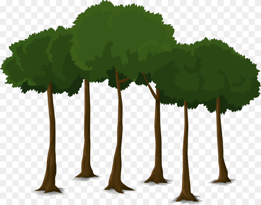 Deciduous Tree Clipart, Woodland, Vegetation, Plant, Outdoors Transparent PNG