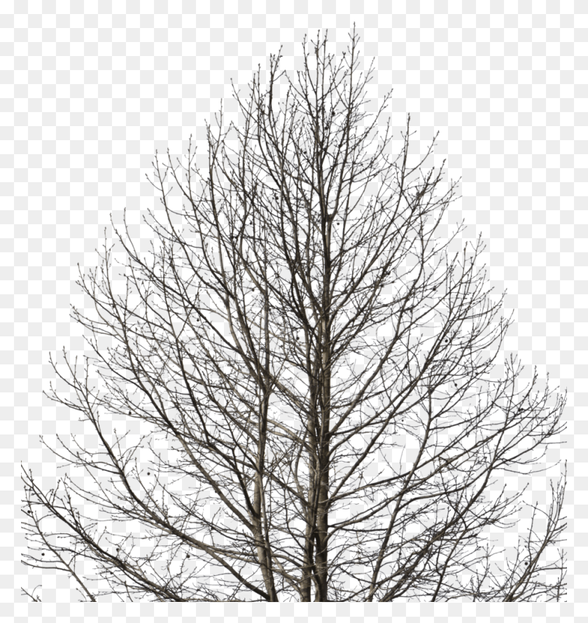 963x1024 Deciduous Tree Cut Out Tree Winter, Plant, Conifer, Panther HD PNG Download