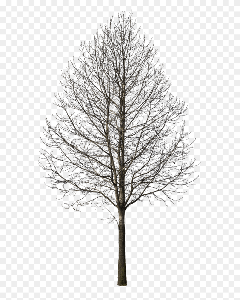 623x986 Deciduous Tree Winter I Cut Out Tree Winter, Plant, Tree Trunk, Nature HD PNG Download