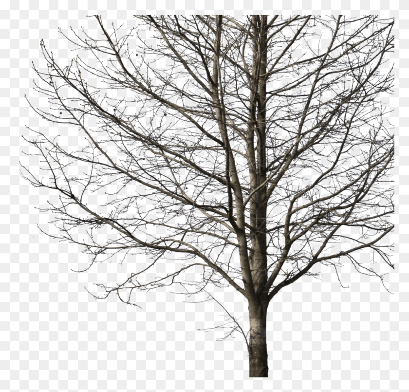 1009x964 Deciduous Tree Winter I Cutout Trees Deciduous, Plant, Tree Trunk, Maple HD PNG Download