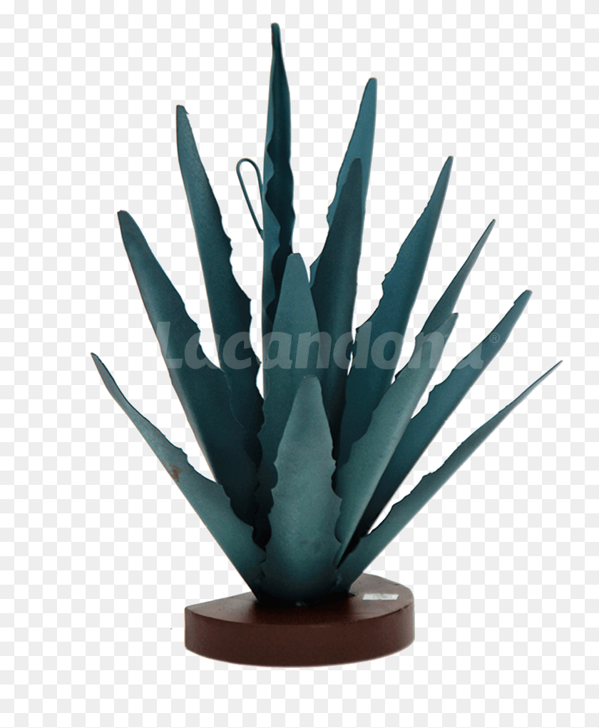 744x961 Decorative Agave Agave Azul, Aloe, Plant HD PNG Download