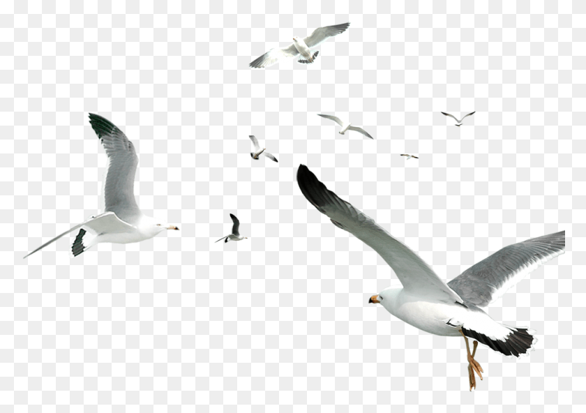 962x657 Decorative Flocks Pattern Flying Gulls Simple Seagull Flying Seagull, Bird, Animal, Kite Bird HD PNG Download