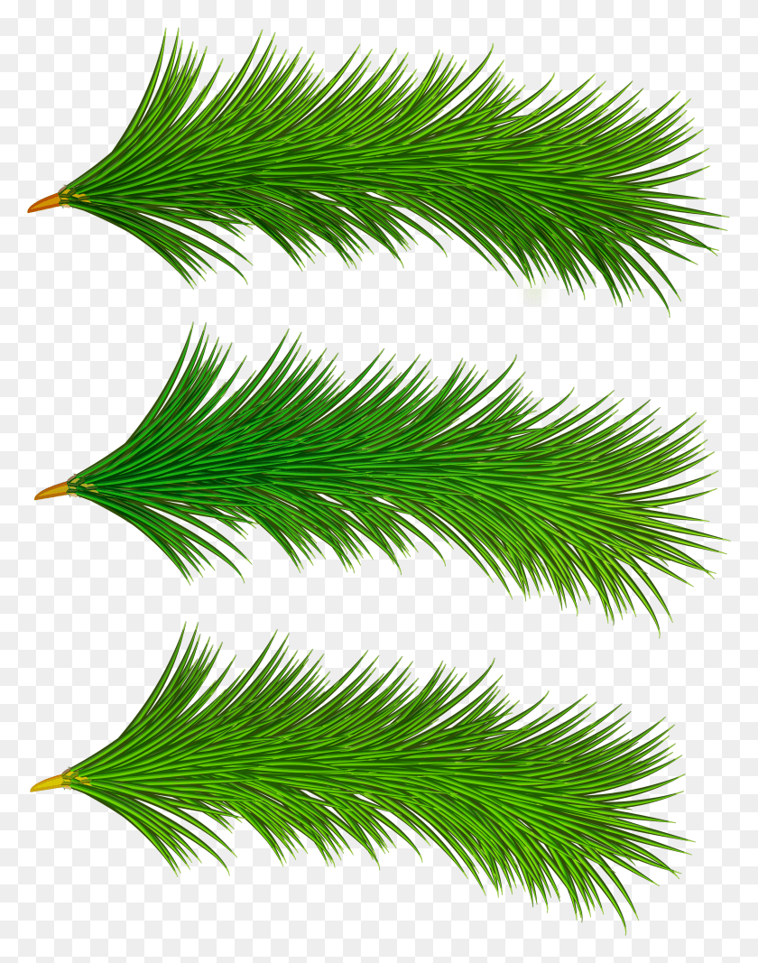 3070x3964 Decorative Pine Tree Branches Clip Art HD PNG Download
