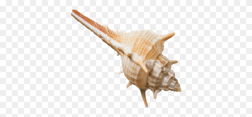 370x330 Decorative Seashell Conch, Sea Life, Animal, Invertebrate HD PNG Download