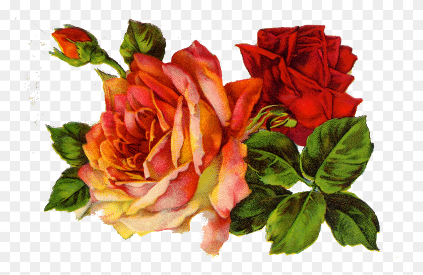 1600x997 Descargar Png Decoupage Rosas En El Día De La Madre Pasada De Moda, Planta, Flor, Flor Hd Png
