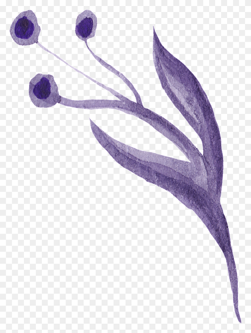 1024x1380 Descargar Png Flor De Color Púrpura Profundo De Dibujos Animados De La Familia De Lirio Transparente, Planta, Animal, Alimentos Hd Png