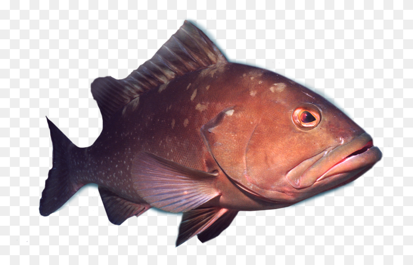 774x480 Deep Sea Grouper Fishing Charters Deep Sea Fish, Animal, Cod, Perch HD PNG Download
