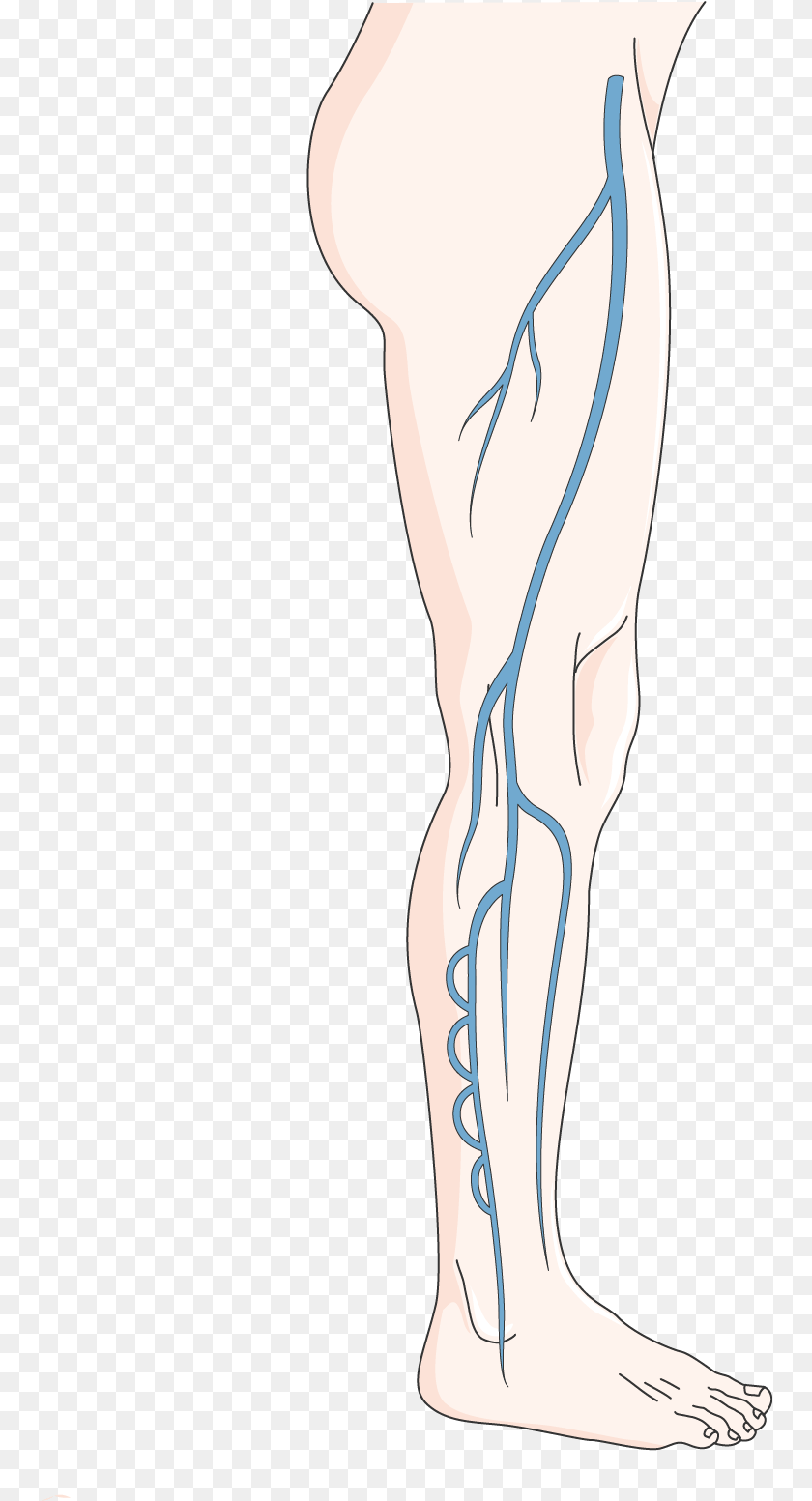 757x1553 Deep Venous System Illustration, Person, Skin, Tattoo, Adult PNG