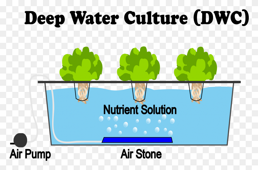 1764x1120 Deep Water Culture Hydroponics, Label, Text, Vegetation HD PNG Download