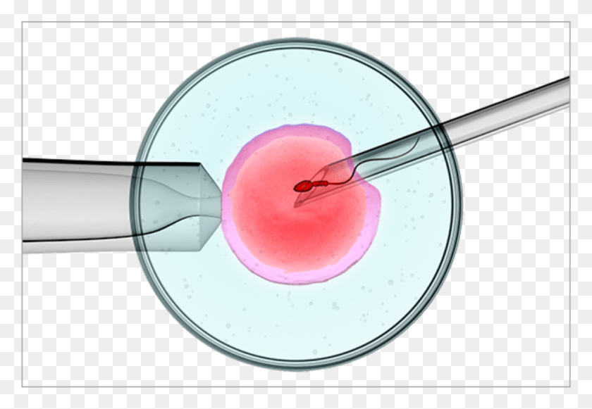 943x630 Deepam Fertility Centre Is Functioning As A Separate Intracytoplasmic Sperm Injection Apparatus, Beverage, Drink, Plant HD PNG Download