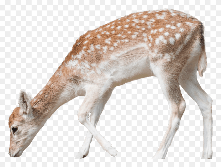 913x677 Deer, Wildlife, Mammal, Animal HD PNG Download