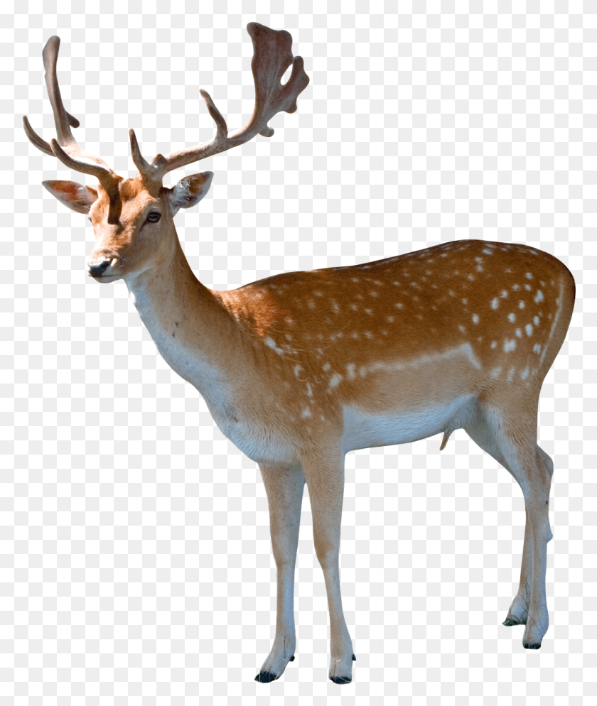1100x1318 Deer, Antelope, Wildlife, Mammal HD PNG Download