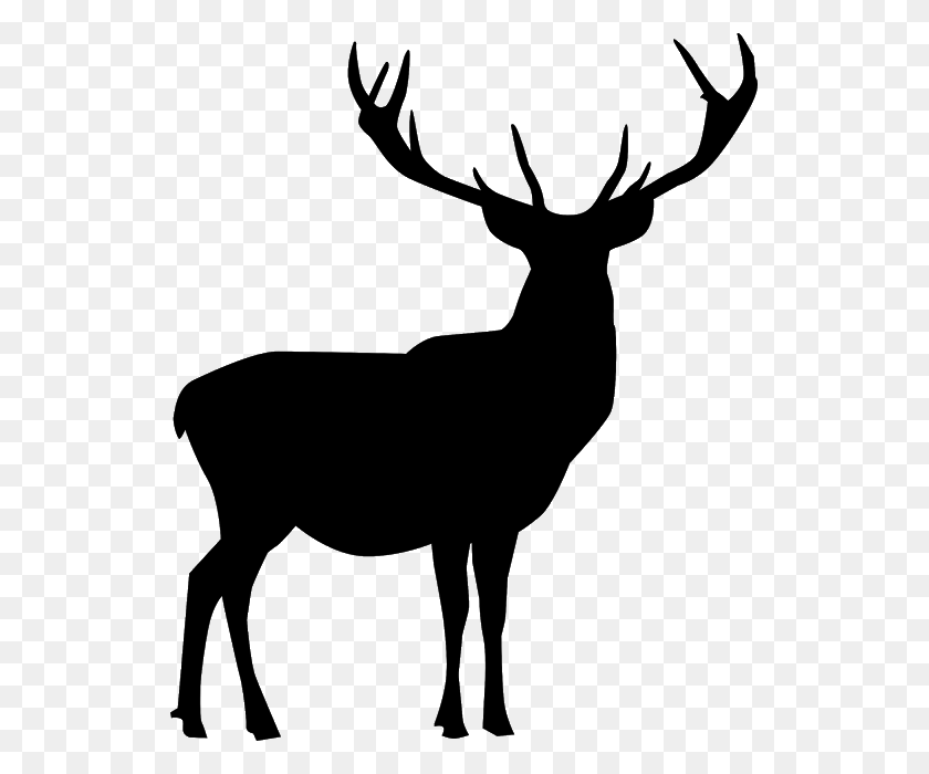 531x640 Deer Animal Horns Reindeer Rotwild, Gray, World Of Warcraft HD PNG Download