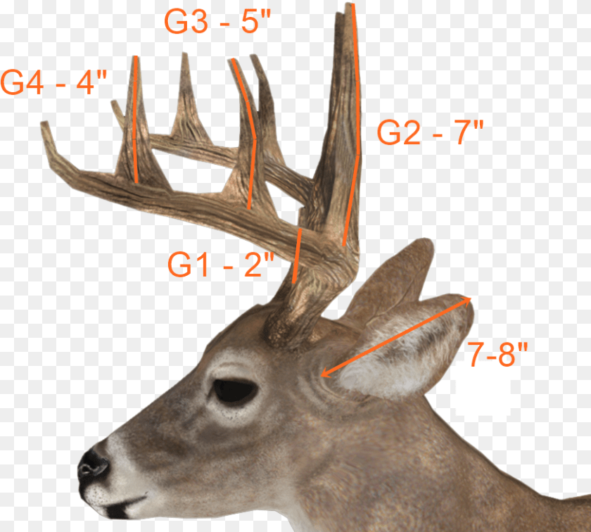 Deer Antlers Side View, Antler, Animal, Mammal, Wildlife Sticker PNG
