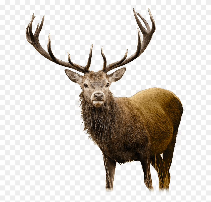 637x746 Deer Cliparts Co Dear Deer, Elk, Wildlife, Mammal HD PNG Download