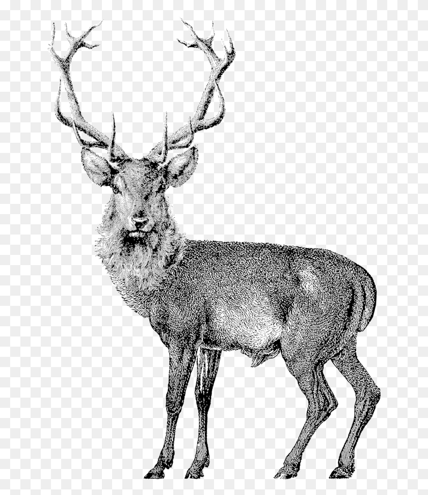 656x911 Олень Гравюра, Дикая Природа, Млекопитающее, Животное Hd Png Скачать