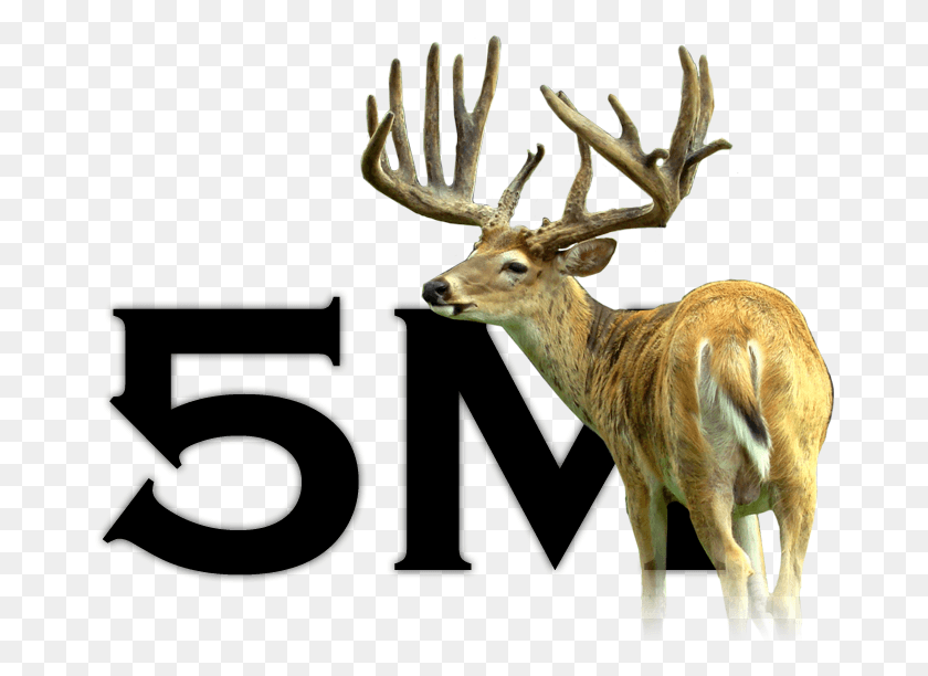 671x552 Ciervos En Venta3 Elk, Antílope, La Vida Silvestre, Mamíferos Hd Png