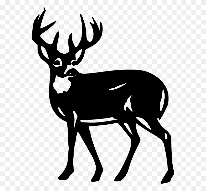 579x720 Deer Free Vector Graphic Pittman Robertson Act, Elk, Wildlife, Mammal HD PNG Download