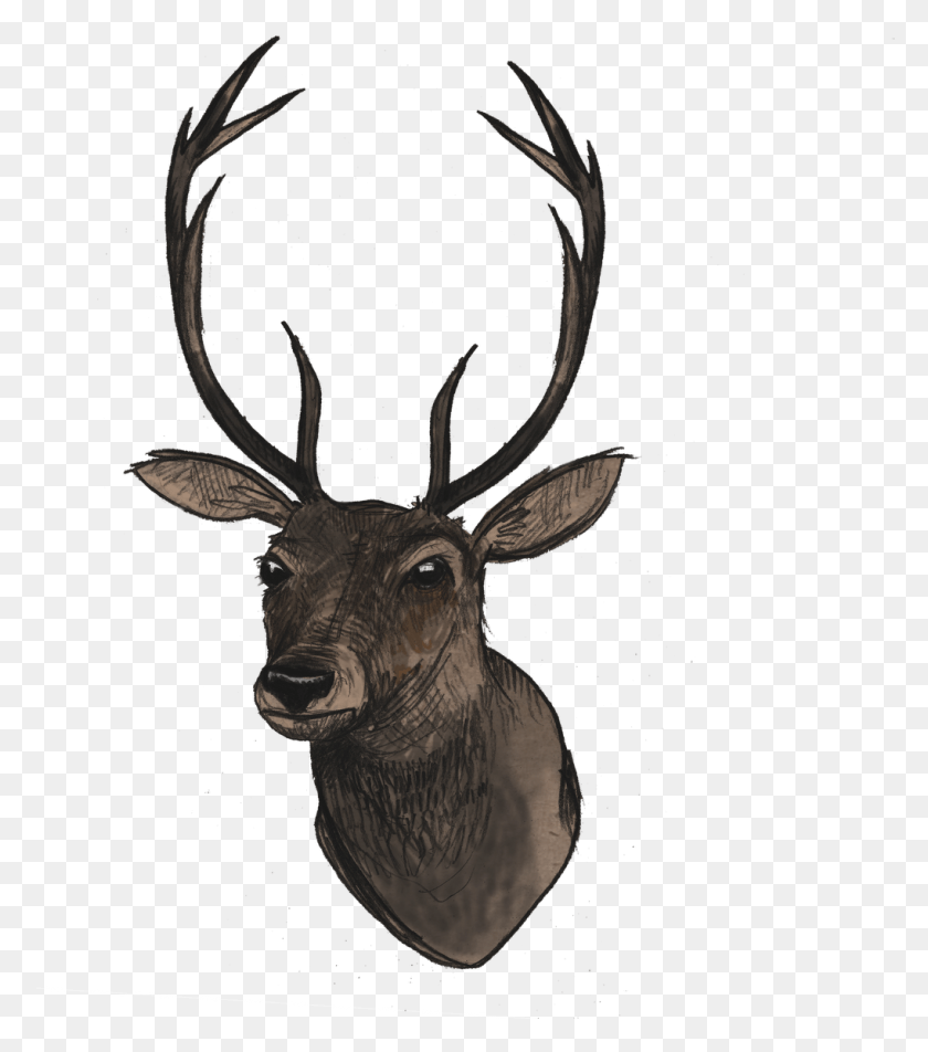 1019x1166 Deer Head, Elk, Deer, Wildlife HD PNG Download