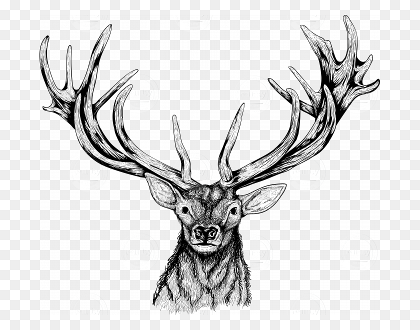 681x600 Deer Head Elk Head Illustration, Antler, Deer, Wildlife HD PNG Download