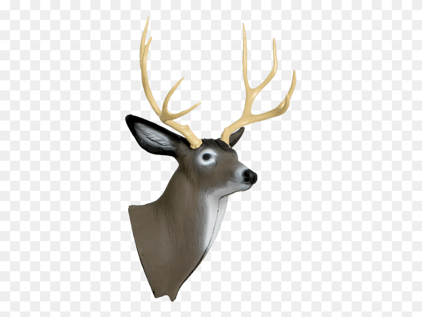 343x571 Deer Head Images Transparent Deer Head, Deer, Wildlife, Mammal HD PNG Download