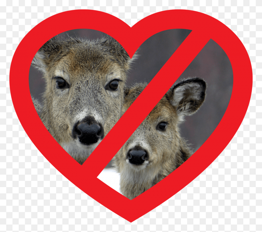 900x790 Deer Heart Hate Deer, Wildlife, Mammal, Animal HD PNG Download