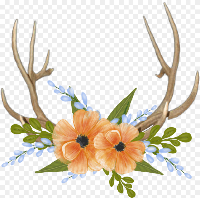 Deer Horns Portable Network Graphics, Antler, Flower, Flower Arrangement, Plant Clipart PNG