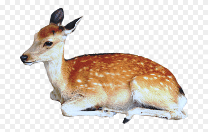 682x473 Deer Image Dear Animal, Wildlife, Mammal, Antelope HD PNG Download