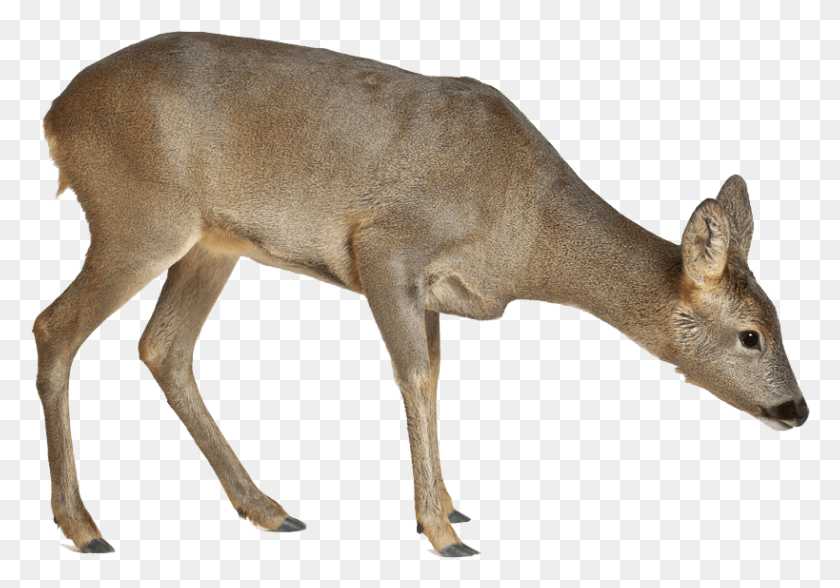 819x555 Deer Image Roe Deer, Wildlife, Mammal, Animal HD PNG Download