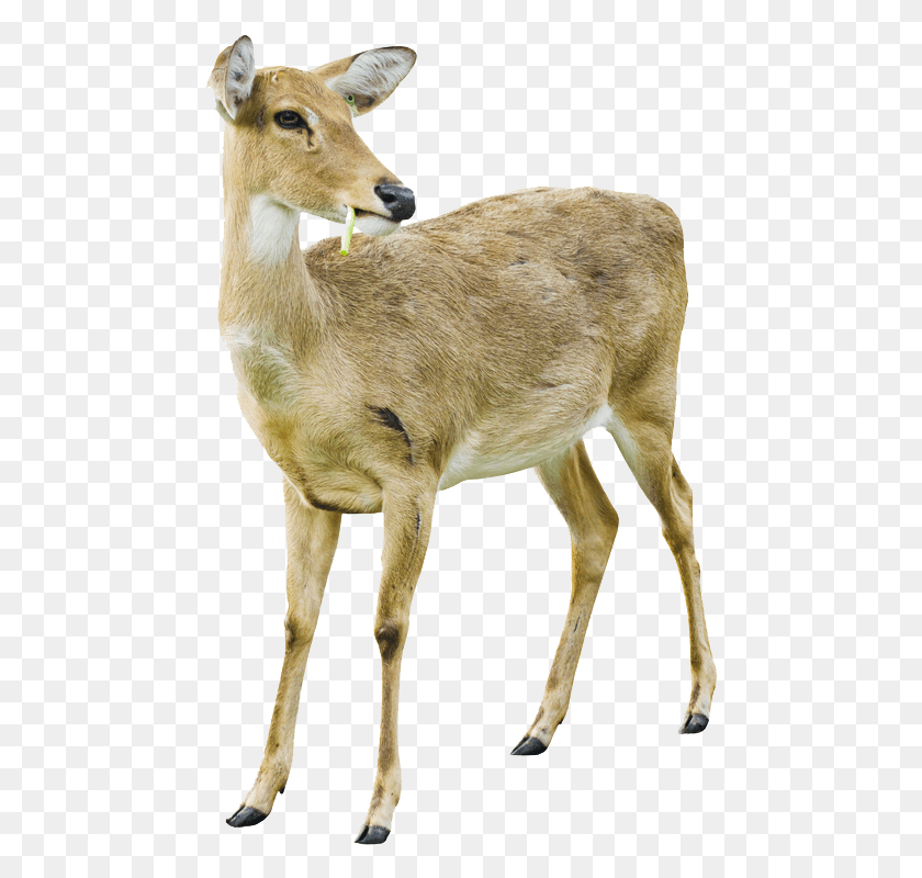 468x740 Deer Image With Transparent Background White Tailed Deer Doe White Background, Antelope, Wildlife, Mammal HD PNG Download