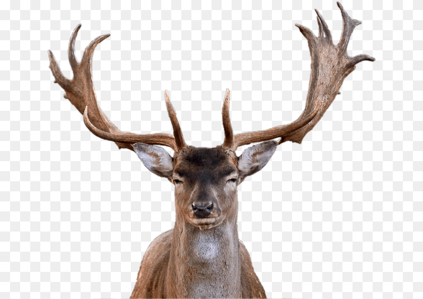 654x594 Deer Images With Background Reindeer Head, Animal, Antelope, Antler, Mammal Transparent PNG