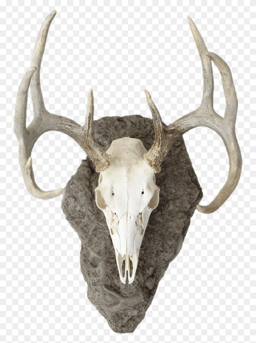 755x1065 Deer Skull, Antler, Antelope, Wildlife HD PNG Download