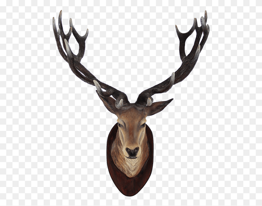 506x601 Deer Skull Animals Head On Wall, Antelope, Wildlife, Mammal HD PNG Download