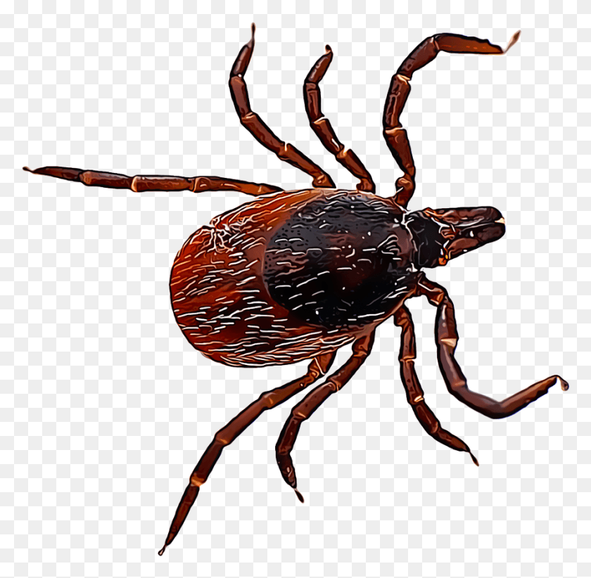 888x868 Олень Клещ Ixodes Scapularis На Собаке, Паук, Беспозвоночное, Животное Hd Png Скачать