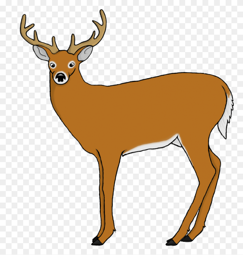 867x913 Deer V2 Deer Vs3 Reindeer, Wildlife, Mammal, Animal HD PNG Download