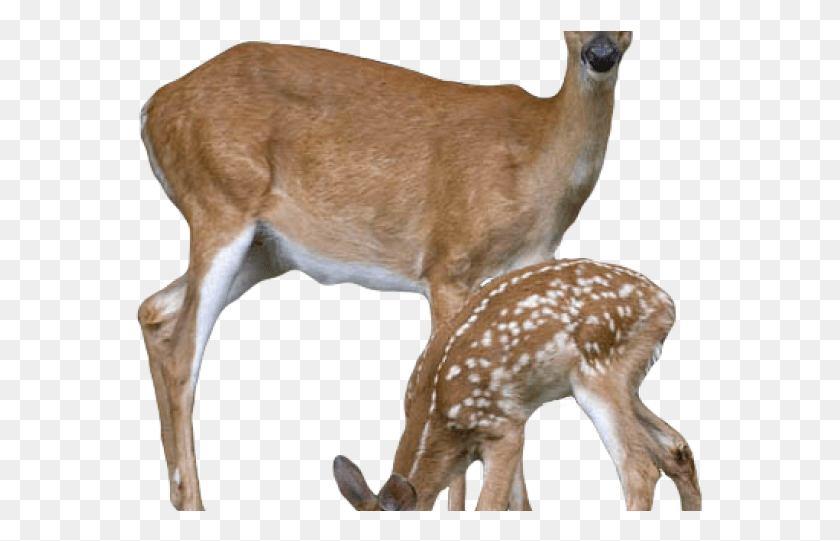 569x481 Deer With Transparent Background, Wildlife, Mammal, Animal HD PNG Download