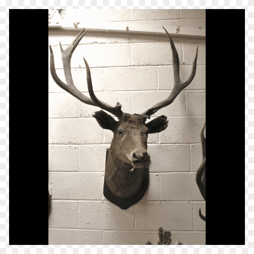 1200x1200 Deer X2 Reindeer, Antelope, Wildlife, Mammal HD PNG Download