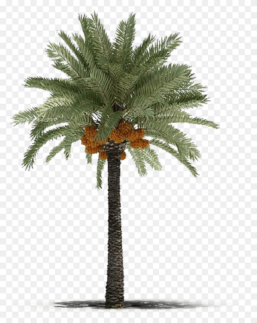 783x1001 Deglet Nour Dates Middle Eastern Palm Tree, Tree, Plant, Arecaceae HD PNG Download
