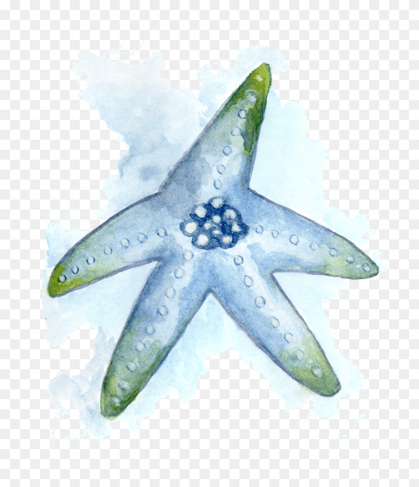 1838x2159 Морская Звезда Дель Мар, Акула, Морская Жизнь, Рыба Hd Png Скачать