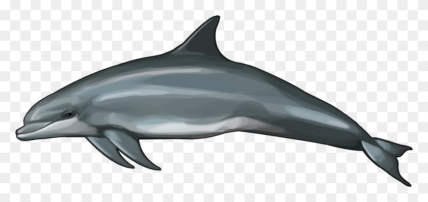 3357x1454 Дельфин, Акула, Морская Жизнь, Рыба Hd Png Скачать