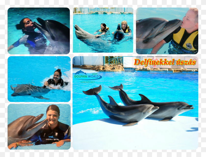 1007x749 Delfin Show S Szs Lido Tours Egyiptom Hurghada Marsa Egyiptom Delfinekkel Szs, Dolphin, Mammal, Sea Life HD PNG Download