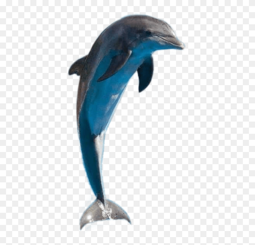 403x746 Delfin Sticker Figurine, Beak, Bird, Animal HD PNG Download