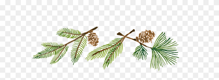 669x248 Delicate Firs Pond Pine, Leaf, Plant, Tree HD PNG Download