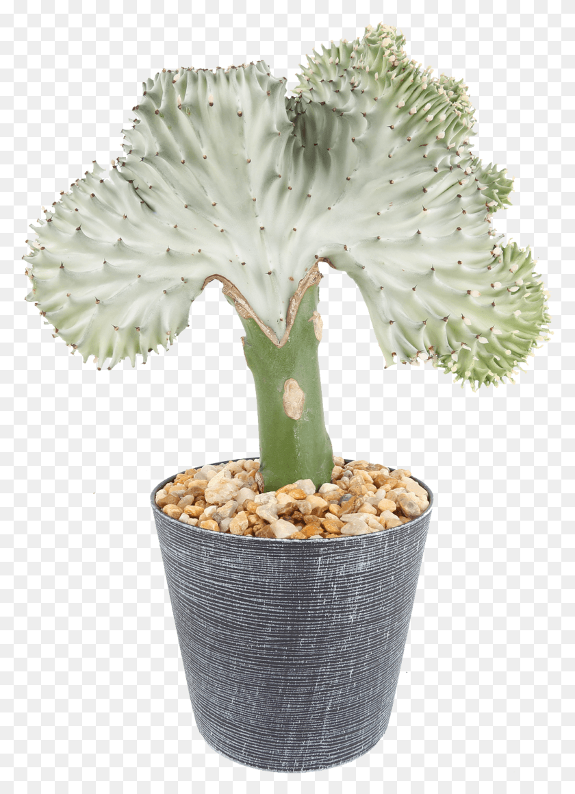 1266x1784 Delray Plants Coral Cactus Crested Euphorbia Easy To Flowerpot, Plant, Fungus, Flower HD PNG Download